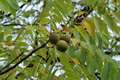 Juglans nigra - ořešák černý - plod
